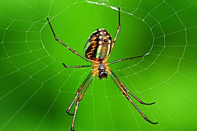 蜘蛛是昆虫吗-蜘蛛不符两翅六足的昆虫特征(节肢动物)