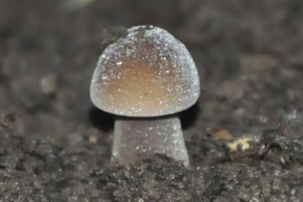 轴灰包菌-能止血解毒的蘑菇(尤其对咽喉肿痛有效)