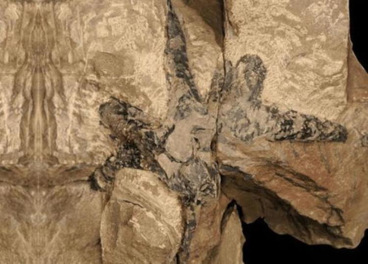 快讯在广德市发现亚洲最古老化石森林