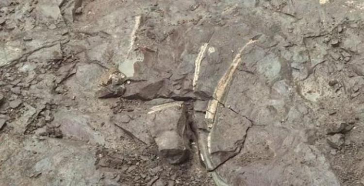 首次发现男子家门口发现一块1亿年前的石头是真的吗,男子意外捡到3500万年前石头