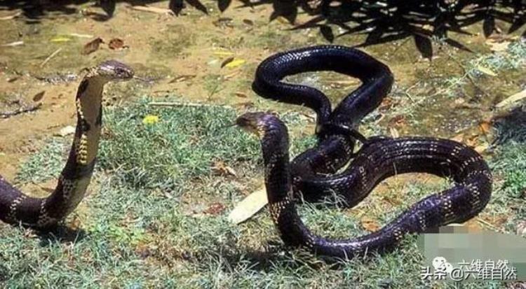 全世界最毒蛇(世界上最长的毒蛇有多长)
