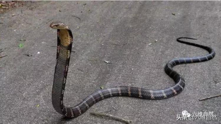 全世界最毒蛇(世界上最长的毒蛇有多长)