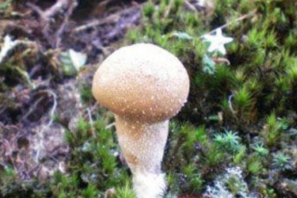 轴灰包菌-能止血解毒的蘑菇(尤其对咽喉肿痛有效)