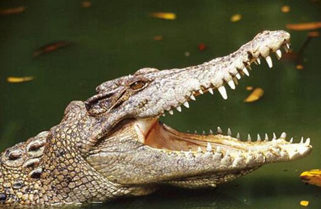 鳄鱼是什么动物类型 它是卵生的爬行两栖动物