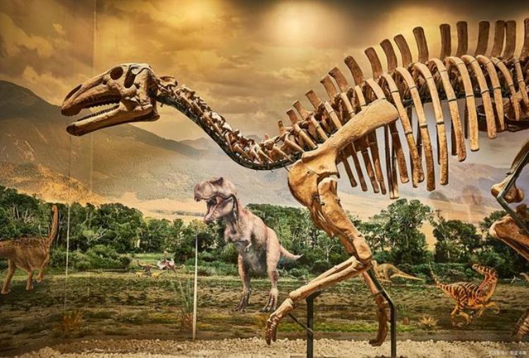 中国有哪些博物馆有恐龙化石,国内恐龙化石展览馆