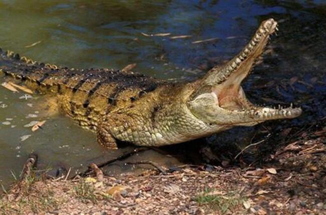 鳄鱼是什么动物类型 它是卵生的爬行两栖动物