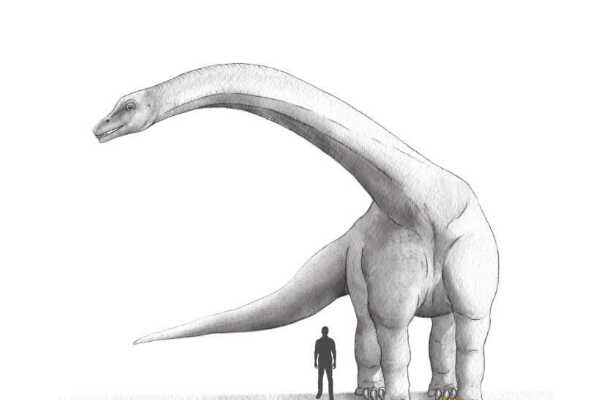 胜王龙-印度大型恐龙(长6.5米-眼睛上长角冠)