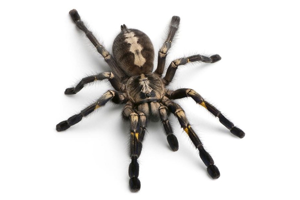 蜘蛛是昆虫吗-蜘蛛不符两翅六足的昆虫特征(节肢动物)