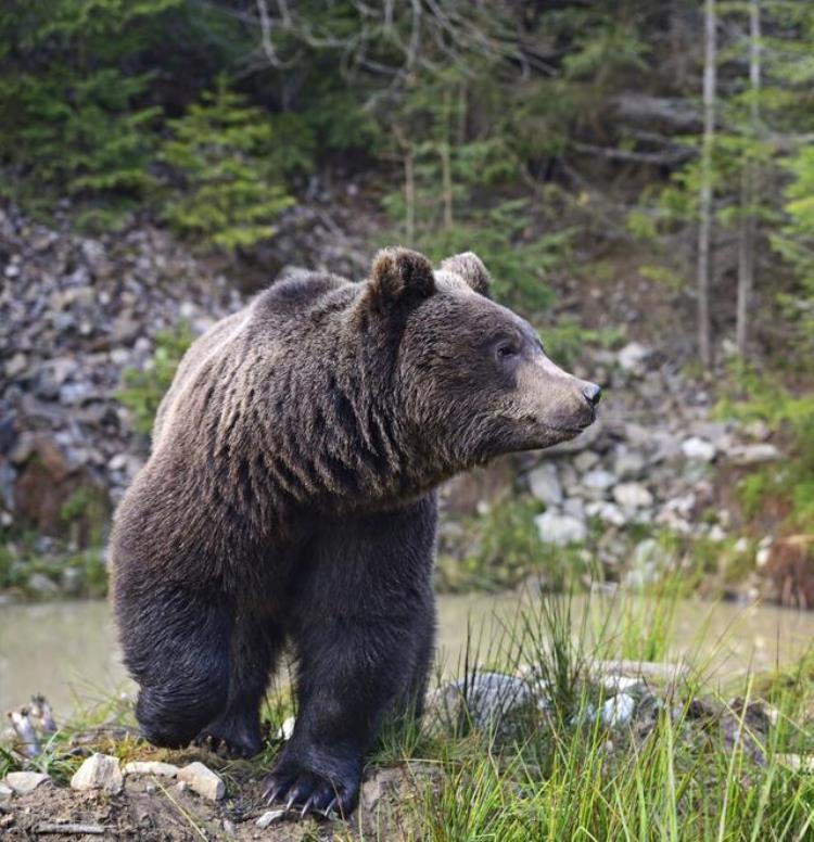 俄罗斯棕熊伤人,俄罗斯棕熊袭击事件
