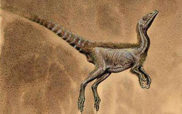 中华丽羽龙：中国小型食肉恐龙（长2.3米-1.25亿年前）