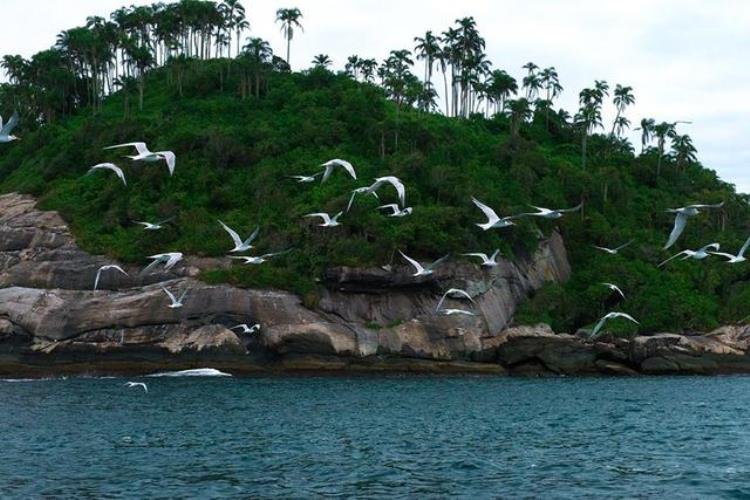世界上最危险的蛇岛,巴西蛇岛十大毒蛇