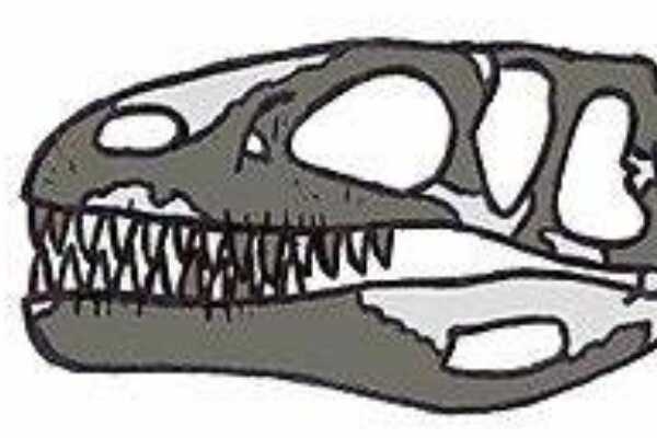 欧洲小型恐龙：似驰龙 两次挖掘都仅出土一颗牙齿
