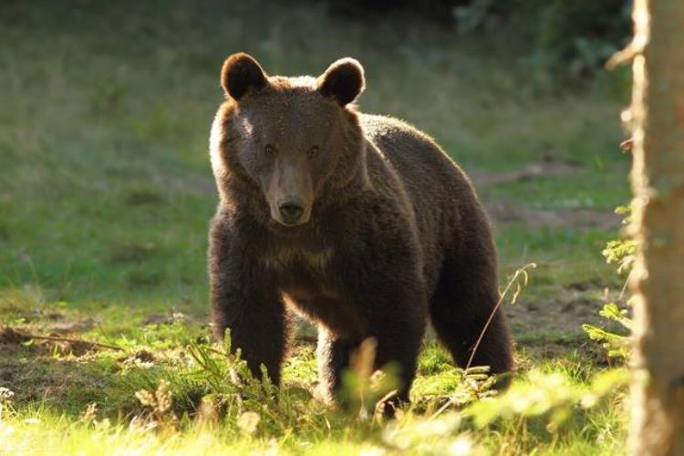 俄罗斯棕熊伤人,俄罗斯棕熊袭击事件