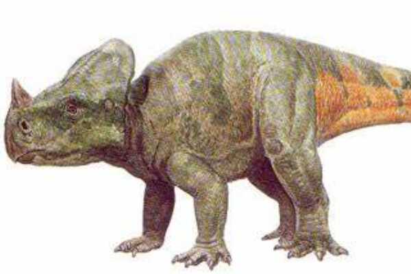 蒙大拿角龙-北美小型角龙类恐龙(鼻部长小角-颈盾短)