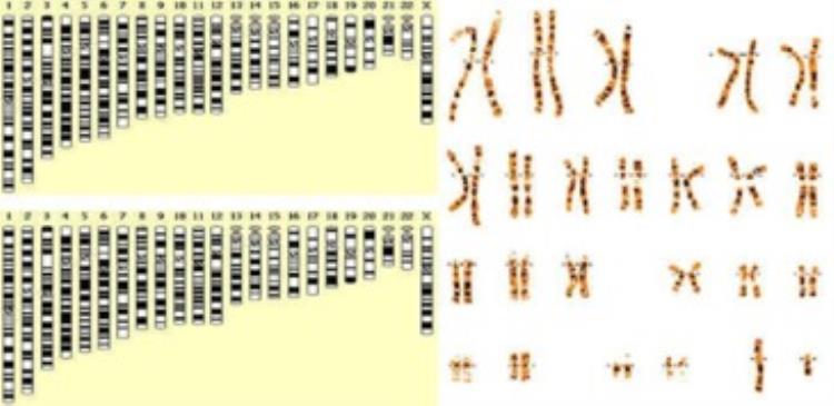 小麦全基因组测序,小麦基因组