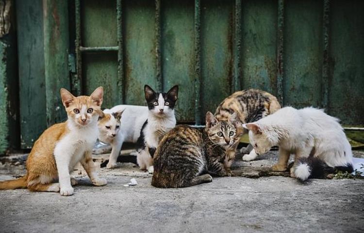 为什么很多人不养田园猫,为什么养中华田园猫的人少