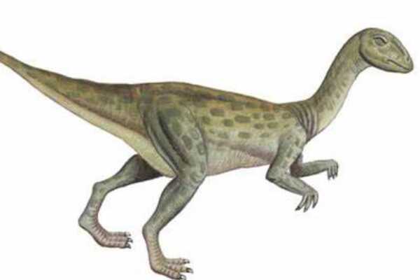 小型白垩纪恐龙-闪电兽龙 身长仅1米(被怀疑是嵌合体)