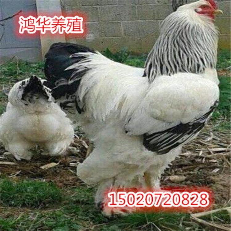 国外巨型鸡种婆罗门鸡苗(婆罗门巨型鸡介绍)