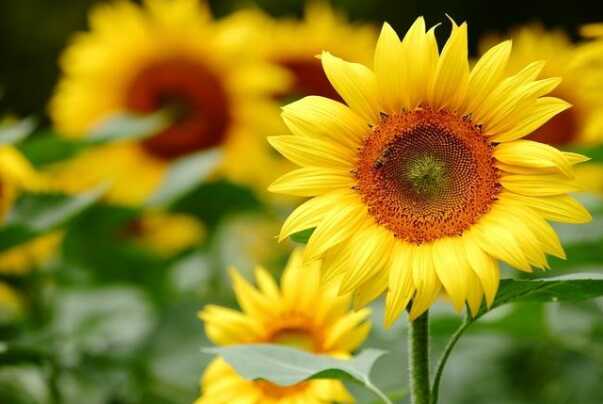 向日葵为什么总是向着太阳-横向光性，生长素控制作用