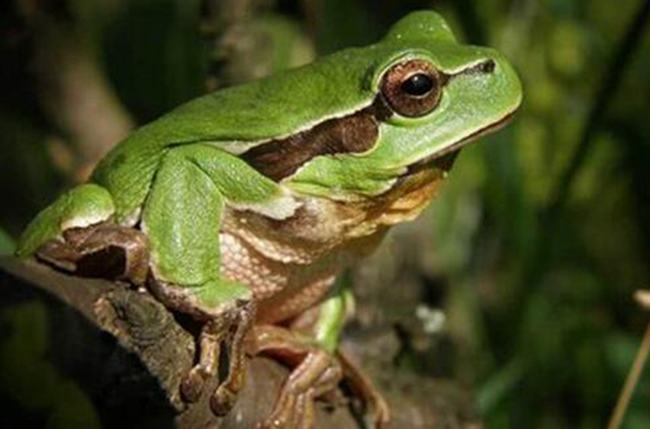 青蛙是什么动物类型 它是蛙科两栖类动物(人类的朋友)