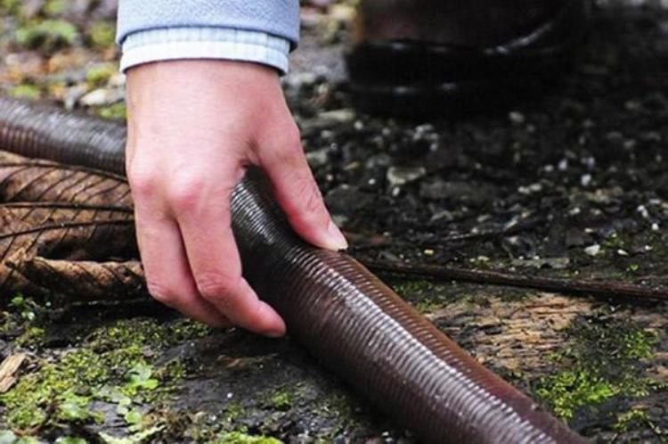 世界上最大的蚯蚓身长可达一米,世界上最大的蚯蚓到底有多大