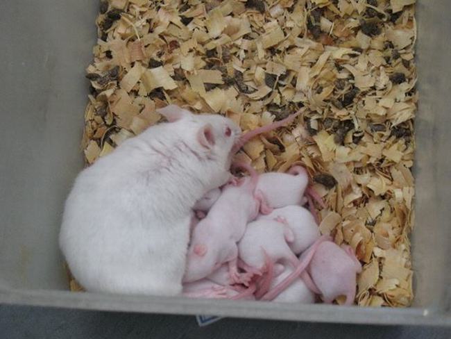 为什么用小白鼠做实验-小白鼠做实验的原因有哪些