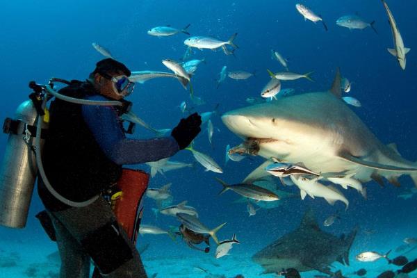成都海洋馆鲨鱼吃人-潜水员腿上有拳头大窟窿(心惊肉跳)