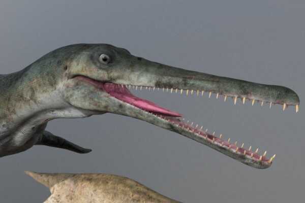 达克龙-拥有海鳄类唯一锯齿状牙齿(海洋顶级掠食者)