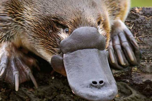 鸭嘴兽是什么动物-鸭嘴雷达腿藏毒刺(出现于2500万年前)