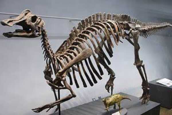 日本肉食恐龙-加贺龙 仅出土两颗牙齿(处于疑名状态)