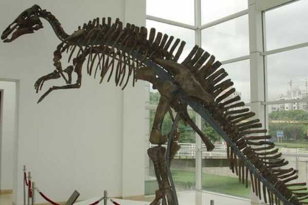 满洲龙-中国出土的首批恐龙化石(埋葬于黑龙江沿岸)