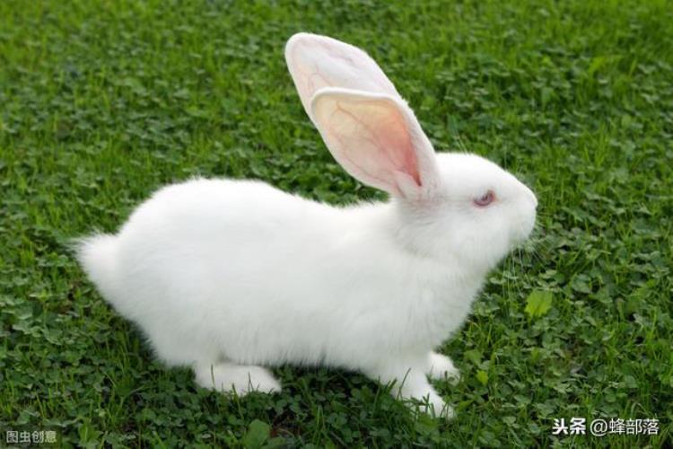 为什么养的兔子容易死「为什么家养兔子容易死亡野生兔子却很少死亡」