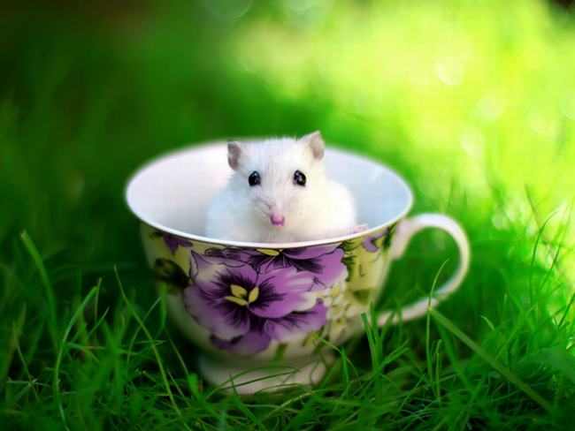 为什么用小白鼠做实验-小白鼠做实验的原因有哪些