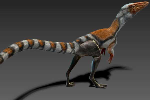 栅齿龙-欧洲小型鸟脚类恐龙(长4.5米-双足奔跑快)