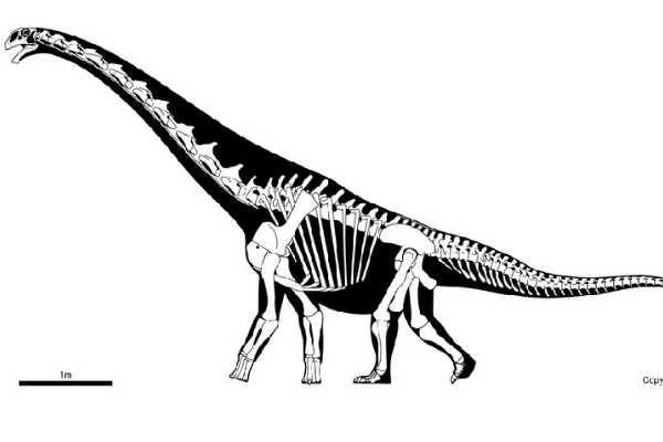 马拉圭龙-南美超巨型恐龙(长25米-能与蓝鲸相比)