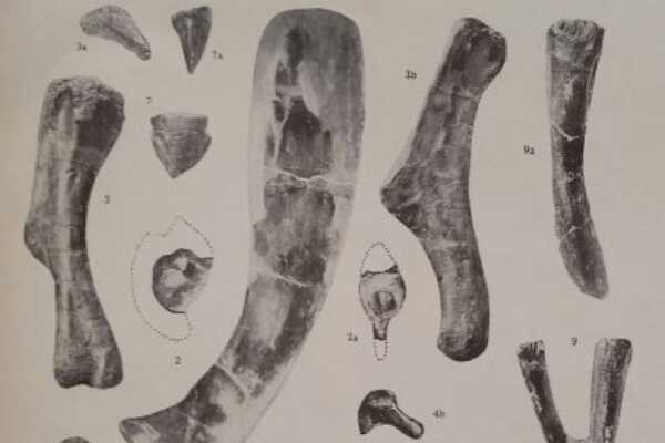 满洲龙-中国出土的首批恐龙化石(埋葬于黑龙江沿岸)
