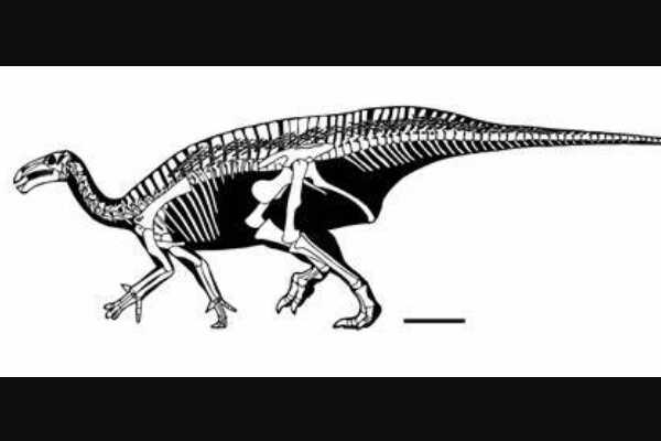 曼特尔龙-欧洲大型恐龙(前肢只有后肢一半-长7米)