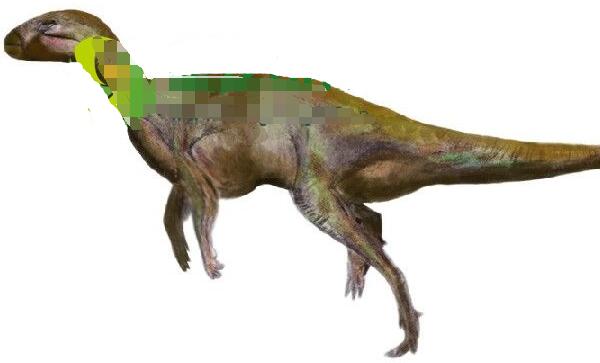 阿马格巨龙：阿根廷大型食草恐龙（长12米-1.25亿年前）