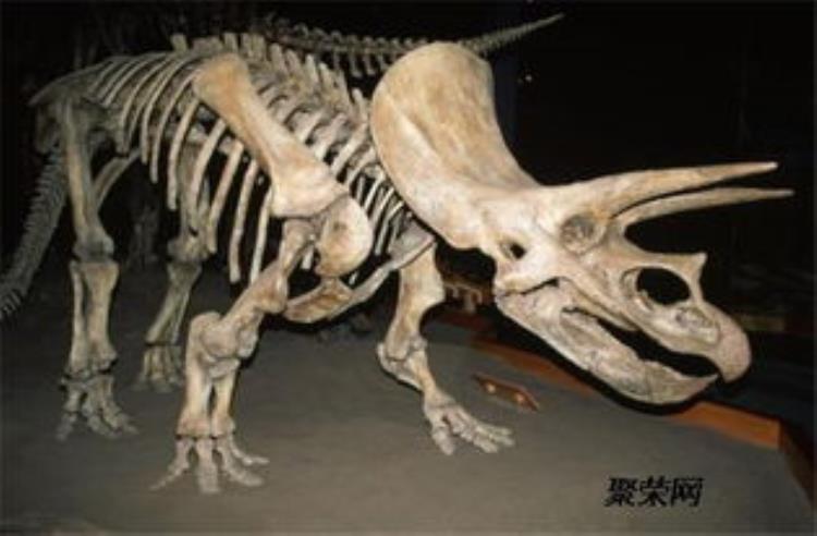 考古恐龙化石,恐龙化石古董