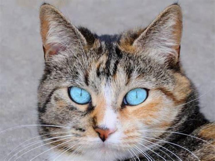 猫的阴阳眼会看见鬼,猫咪有阴阳眼代表什么