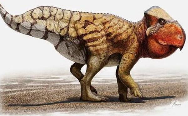 鹦鹉嘴龙：亚洲小型食草恐龙（长2米-距今9750万年前）