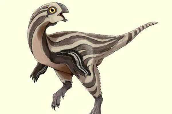 虎尾龙-蒙古卵形恐龙(下颚骨厚实-以硬壳动物为食)