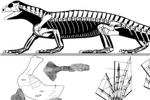 棘鳄龙-小型远古爬行动物(长3米-仅出土脊椎化石)
