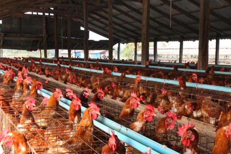 农村养鸡自己吃「山沟沟里的养鸡场如何帮中国人实现吃鸡自由」