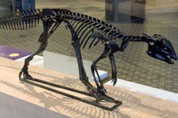 小型鸟脚恐龙-棱齿龙 体长仅2.3米(堪称恐龙飞毛腿)