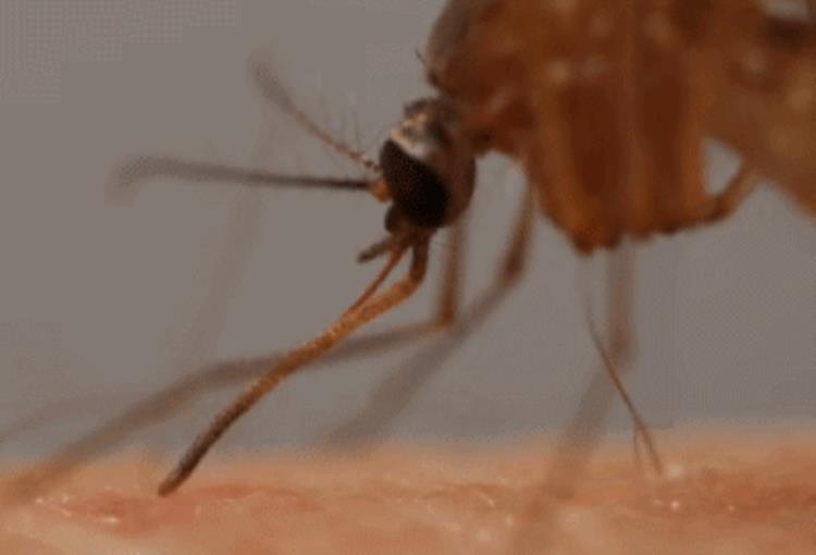 蚊子致死率第一,10种最危险的吸血动物前5