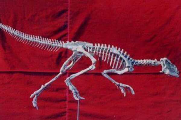 多齿灵龙-四川小型恐龙(长1.2米-最完整鸟脚类化石)