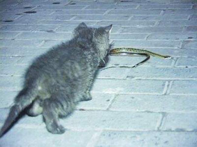 为什么猫不怕蛇-猫的反应速度是蛇的7倍