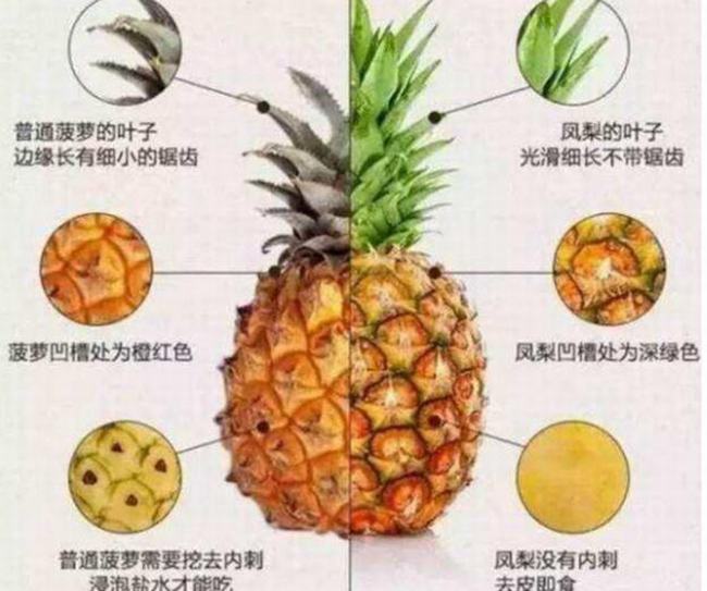 凤梨是不是菠萝-为什么凤梨比菠萝贵很多