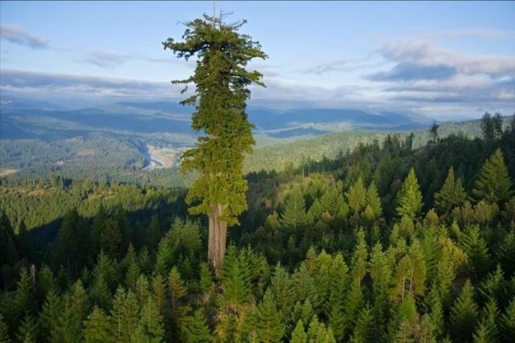 世界最高的树相当于50层的高楼,地球上最高的十棵树
